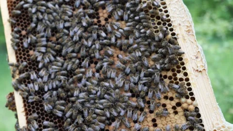 Bees on the apiary in the evidence Stock Footage 151791171