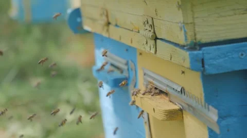 Bees on the apiary in the evidence Stock Footage 151791173