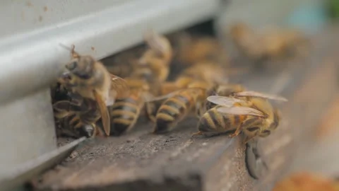 Bees on the apiary in the evidence Stock Footage 151791208