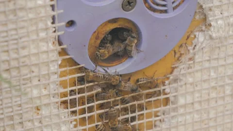 Bees on the apiary in the evidence Stock Footage 151791251