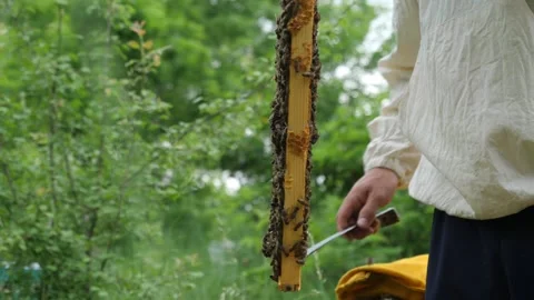 Bees on the apiary in the evidence Stock Footage 151791284