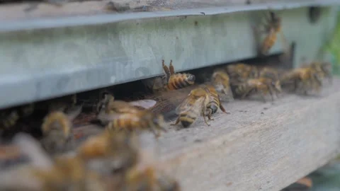 Bees on the apiary in the evidence Stock Footage 151791292