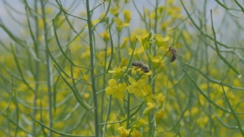 Bees on the apiary in the evidence Stock Footage 151791322