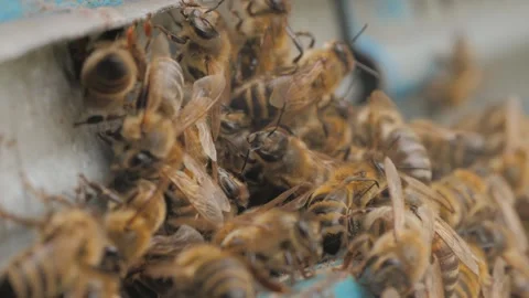 Bees on the apiary in the evidence Stock Footage 151791355