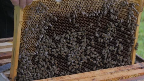Bees on the apiary in the evidence Stock Footage 151791356