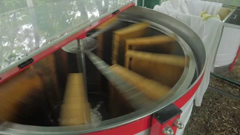 Bees on the apiary in the evidence Stock Footage 151791392