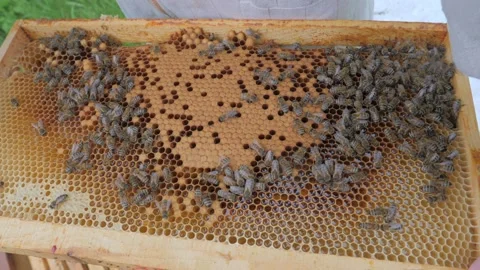 Bees on the apiary in the evidence Stock Footage 151791400