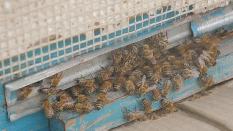 Bees on the apiary in the evidence Stock Footage 151791427