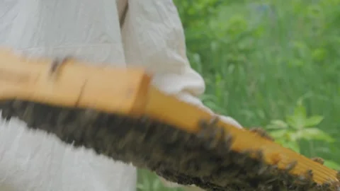 Bees on the apiary in the evidence Stock Footage 151791454