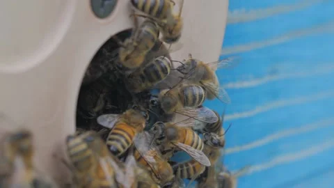 Bees on the apiary in the evidence Stock Footage 151791468