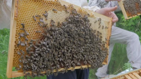 Bees on the apiary in the evidence Stock Footage 151791518