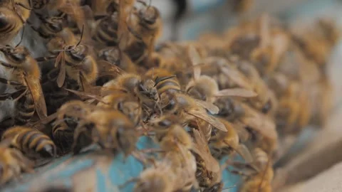 Bees on the apiary in the evidence Stock Footage 151791582