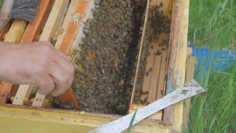 Bees on the apiary in the evidence Stock Footage 151791609