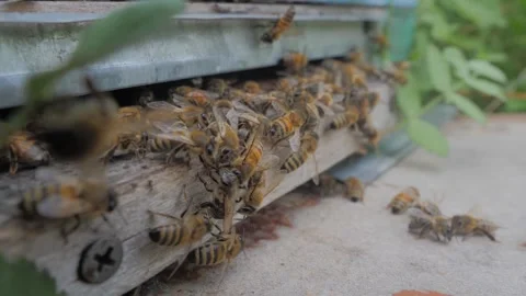 Bees on the apiary in the evidence Stock Footage 151791667