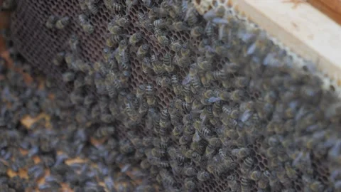 Bees on the apiary in the evidence Stock Footage 151791727