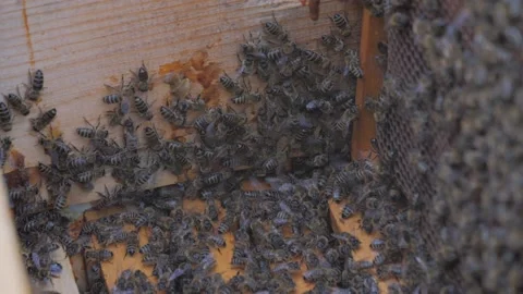 Bees on the apiary in the evidence Stock Footage 151791778