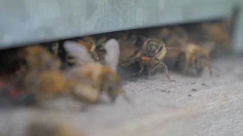 Bees on the apiary in the evidence Stock Footage 151791783