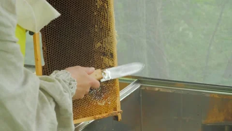 Bees on the apiary in the evidence Stock Footage 151791826