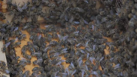 Bees on the apiary in the evidence Stock Footage 151791906