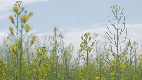 Bees on the apiary in the evidence Stock Footage 151791941