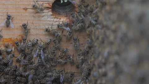 Bees on the apiary in the evidence Stock Footage 151791985