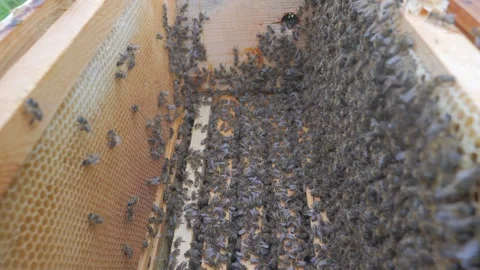 Bees on the apiary in the evidence Stock Footage 151792079
