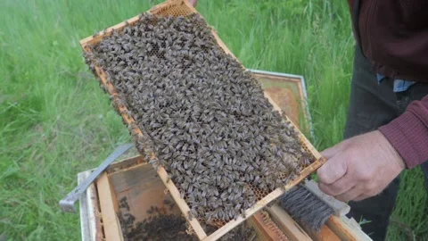 Bees on the apiary in the evidence Stock Footage 151792136