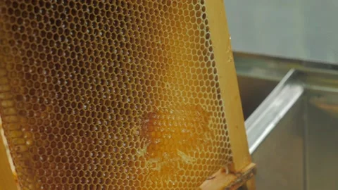 Bees on the apiary in the evidence Stock Footage 151792193