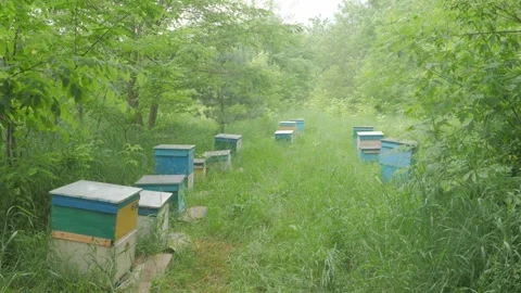 Bees on the apiary in the evidence Stock Footage 151792268