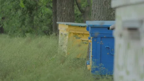 Bees on the apiary in the evidence Stock Footage 151792281