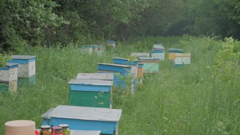 Bees on the apiary in the evidence Stock Footage 151792410