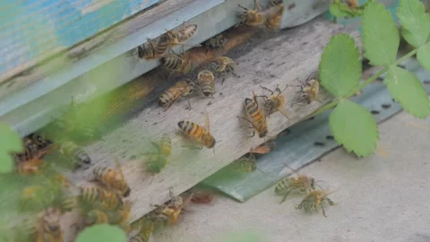 Bees on the apiary in the evidence Stock Footage 151792463