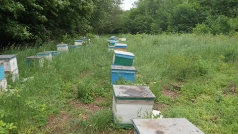 Bees on the apiary in the evidence Stock Footage 151792715