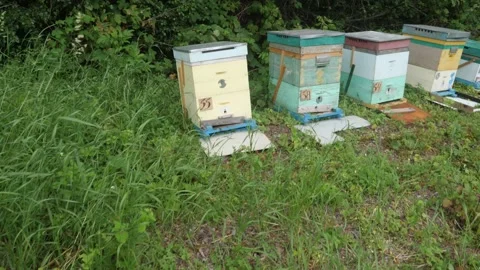Bees on the apiary in the evidence Stock Footage 151792809