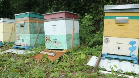 Bees on the apiary in the evidence Stock Footage 151792859