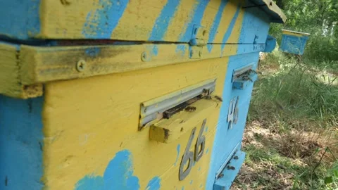Bees on the apiary in the evidence Stock Footage 151793117
