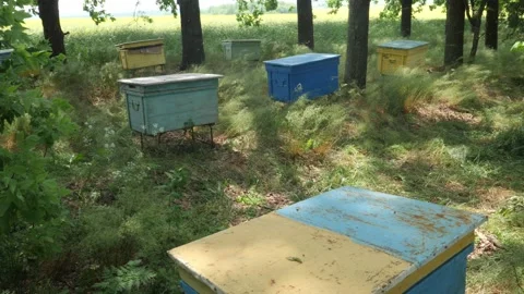 Bees on the apiary in the evidence Stock Footage 151793251