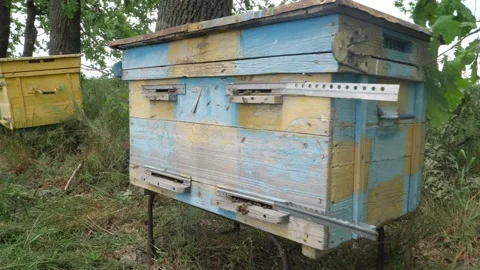 Bees on the apiary in the evidence Stock Footage 151793337