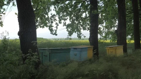 Bees on the apiary in the evidence Stock Footage 151793465
