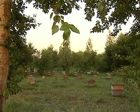 Bees apiary 動画素材 12403288