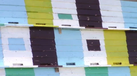 Bees at apiary Stock-Footage 51152479