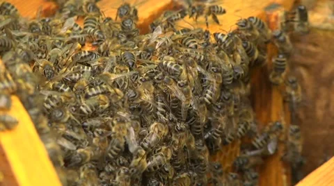 The bees in the apiary Stock Footage 61454892