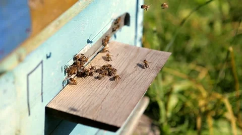 Bees in the apiary Stock Footage 68080989