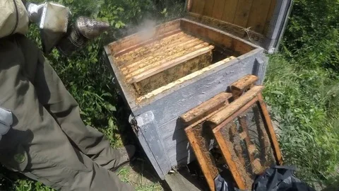 Bees in apiary Stock Footage 80617555