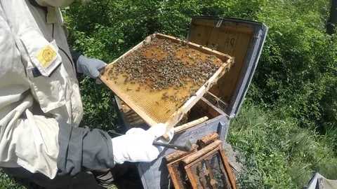 Bees in apiary Stock Footage 80618653