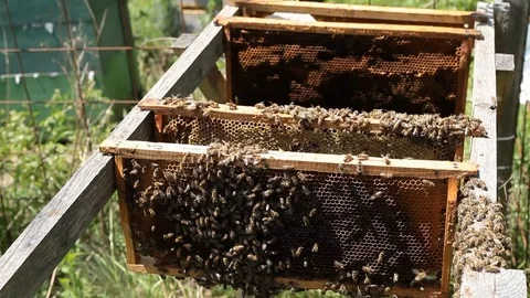 Bees in apiary Stock Footage 80618737