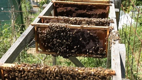 Bees in apiary Stock Footage 88129232