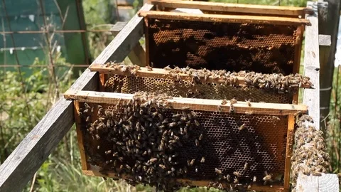 Bees in apiary Stock Footage 88699179