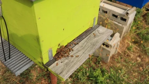 Bees Apiary Stock-Footage 92930611