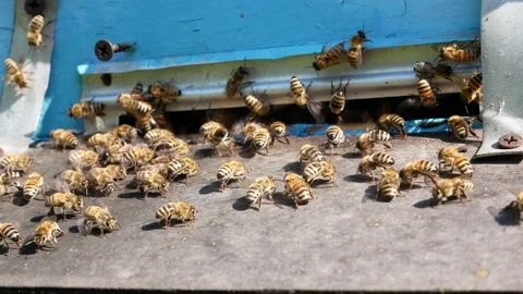 Bees in the apiary Video stock 156692070